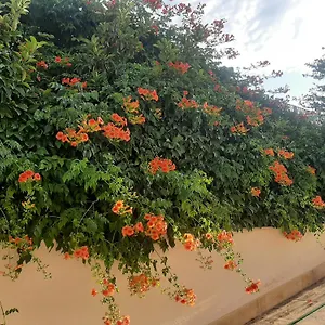  Bed & Breakfast The Orange Groove Italy